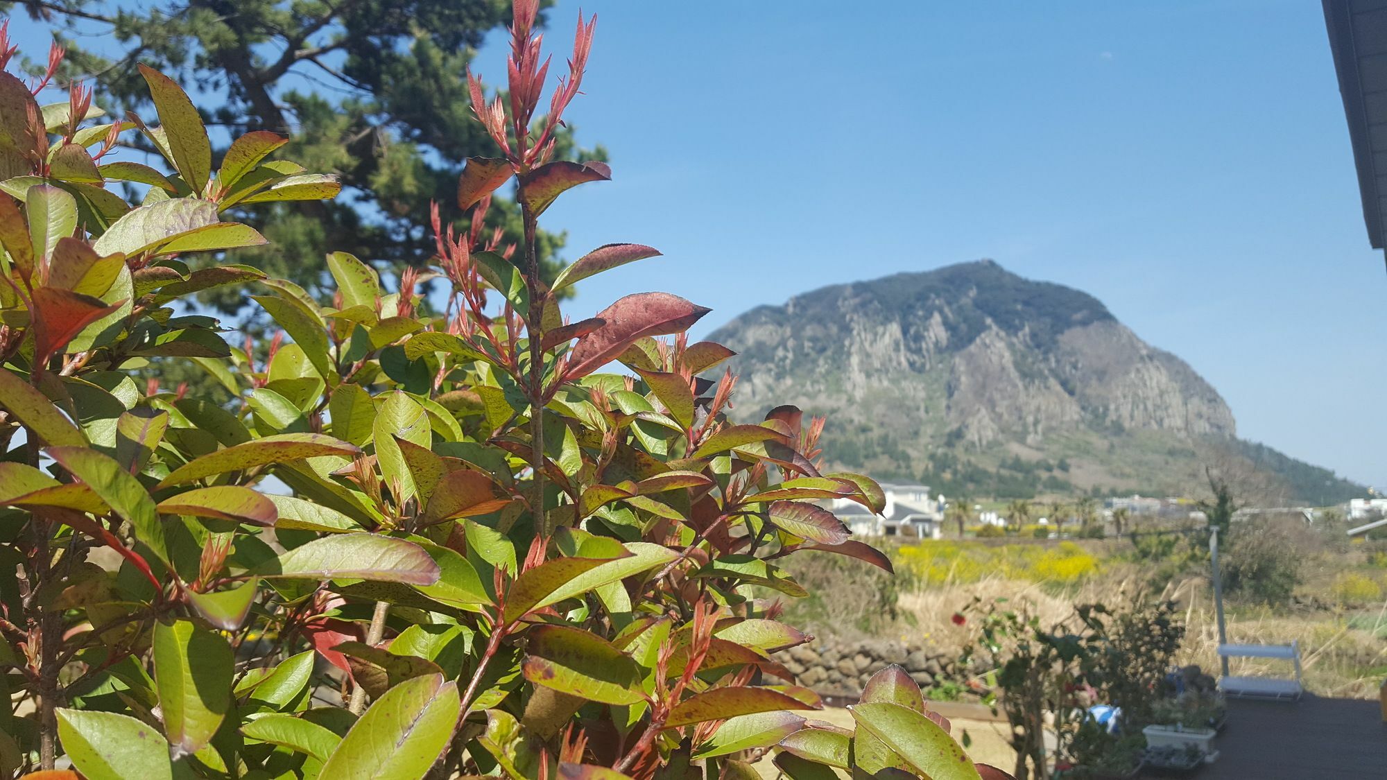 Wind Jeju Cafe & Pension Seogwipo Exteriör bild