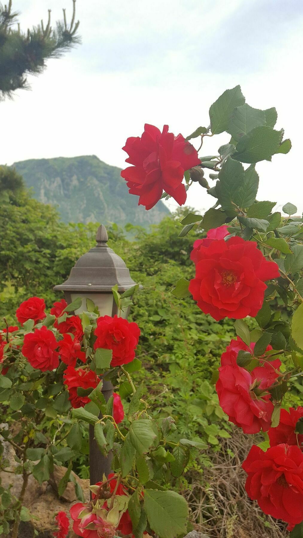 Wind Jeju Cafe & Pension Seogwipo Exteriör bild